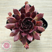 Load image into Gallery viewer, Sempervivum 'Pacific Red Rose'