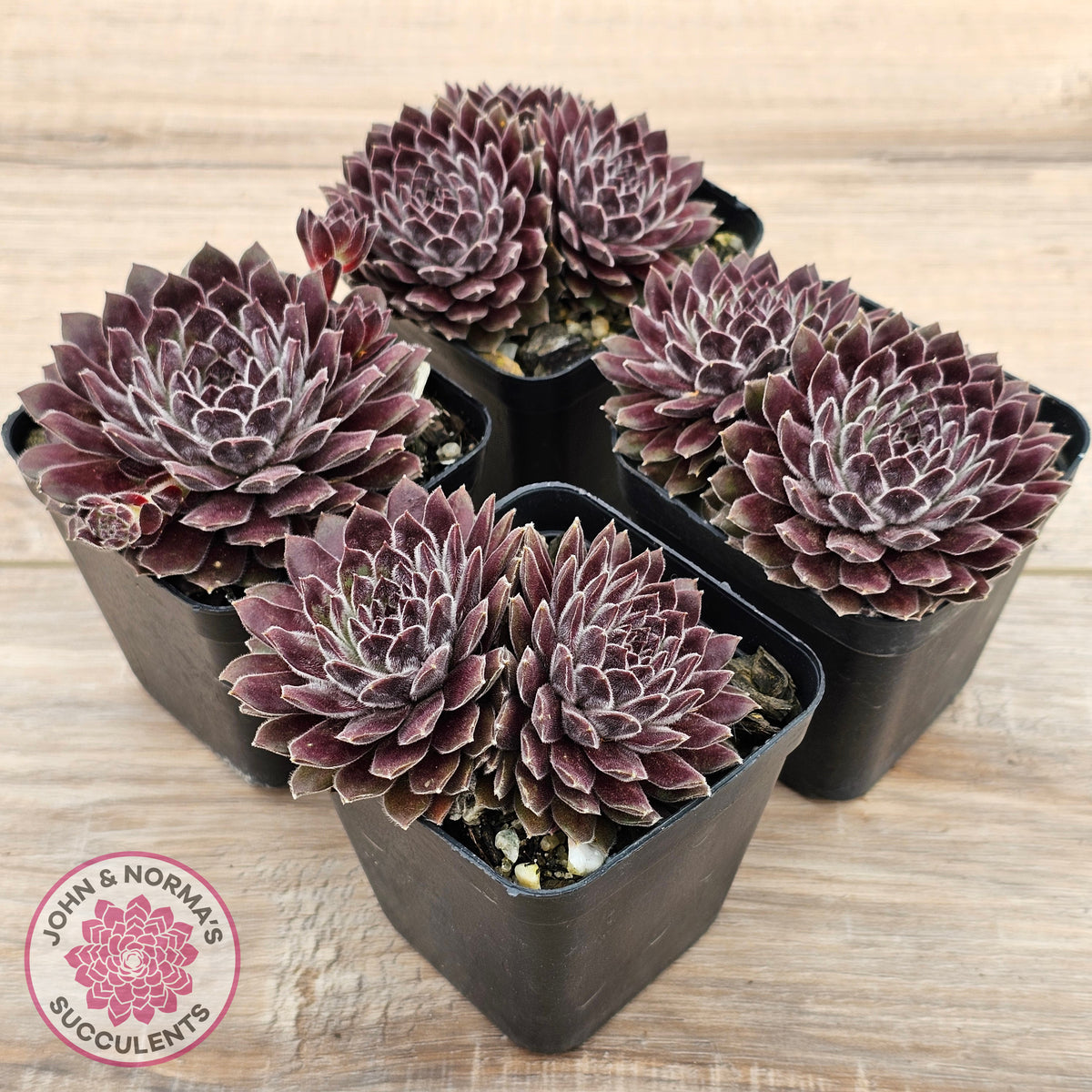 Sempervivum 'Pink Puff'