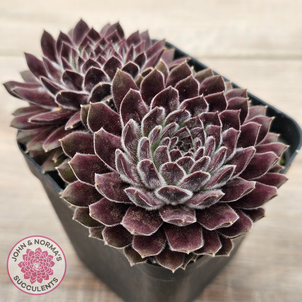 Sempervivum 'Pink Puff'