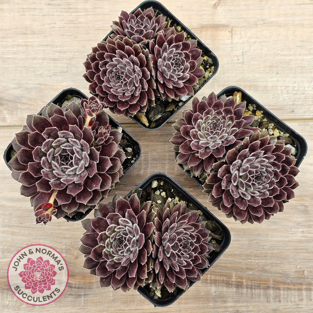 Sempervivum 'Pink Puff'