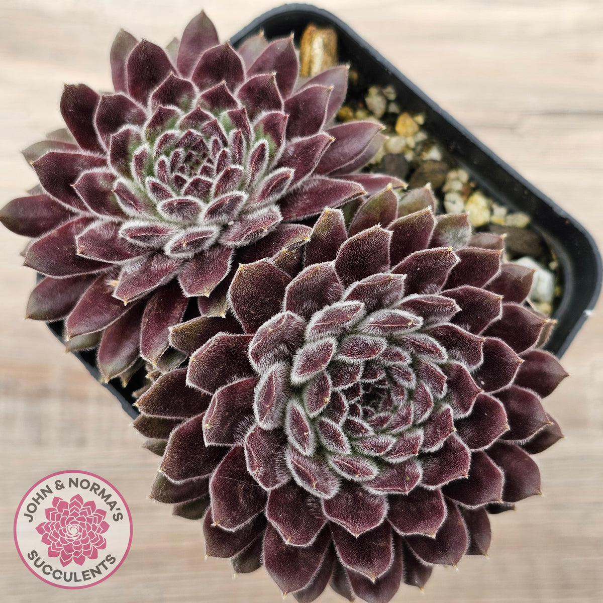 Sempervivum 'Pink Puff'