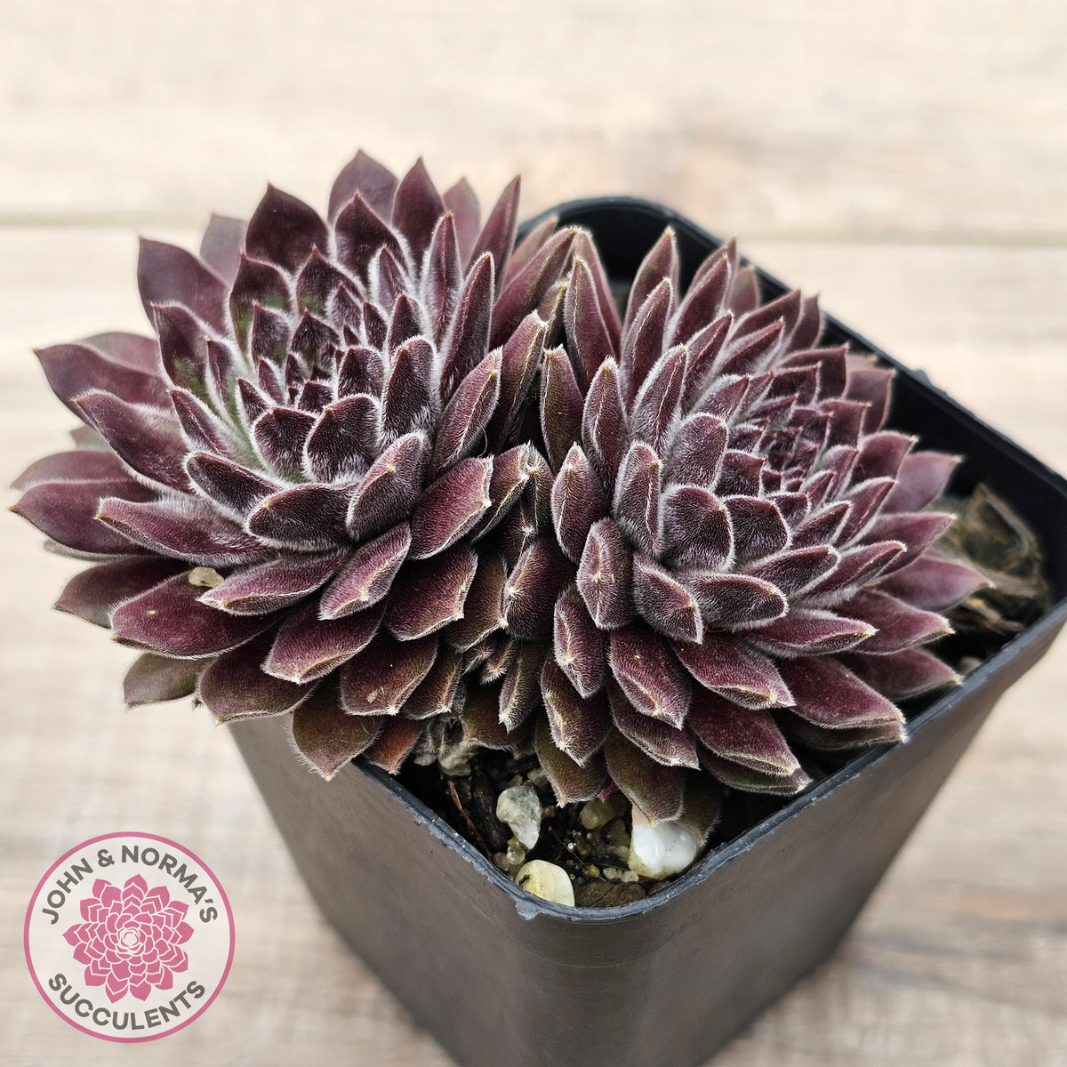 Sempervivum 'Pink Puff'