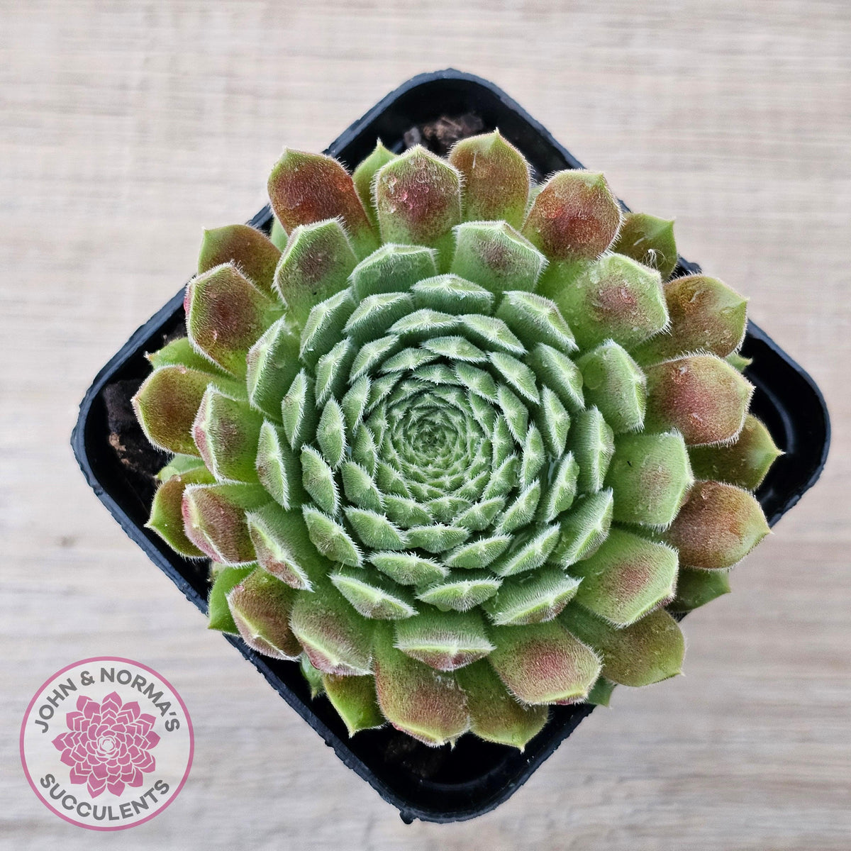 Sempervivum 'Pink Puff'