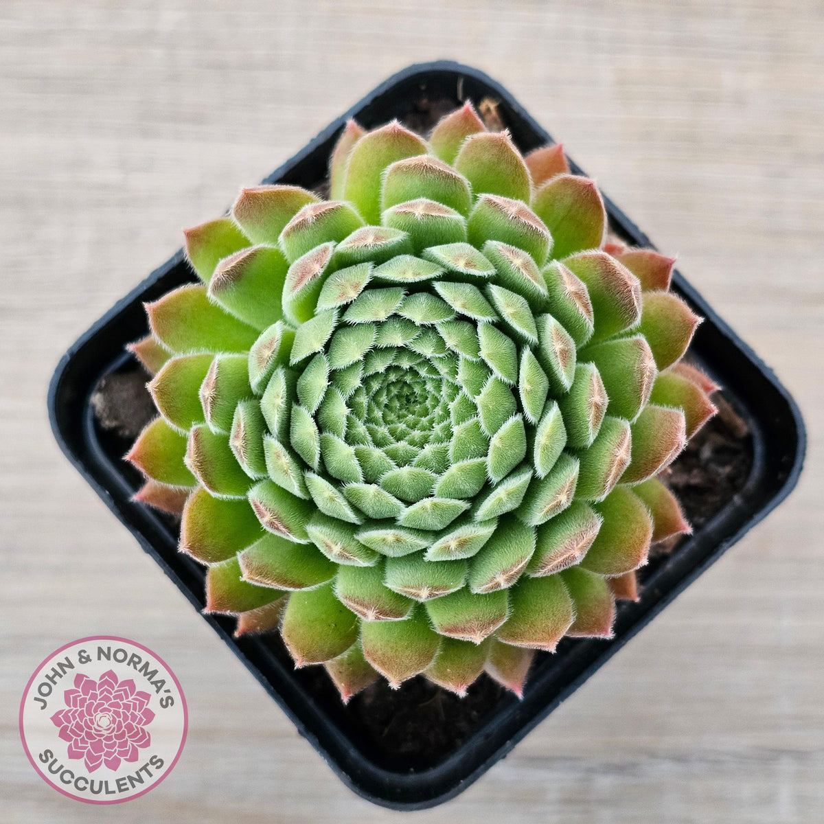 Sempervivum 'Pink Puff'