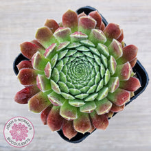 Load image into Gallery viewer, Sempervivum 'Pink Puff' - John & Norma's Succulents Australia