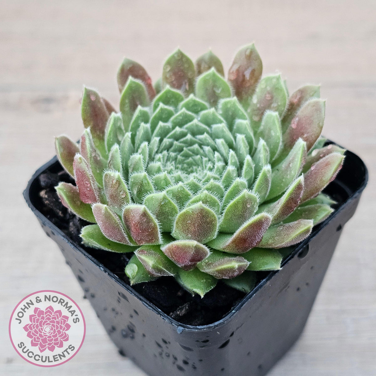 Sempervivum 'Pink Puff'