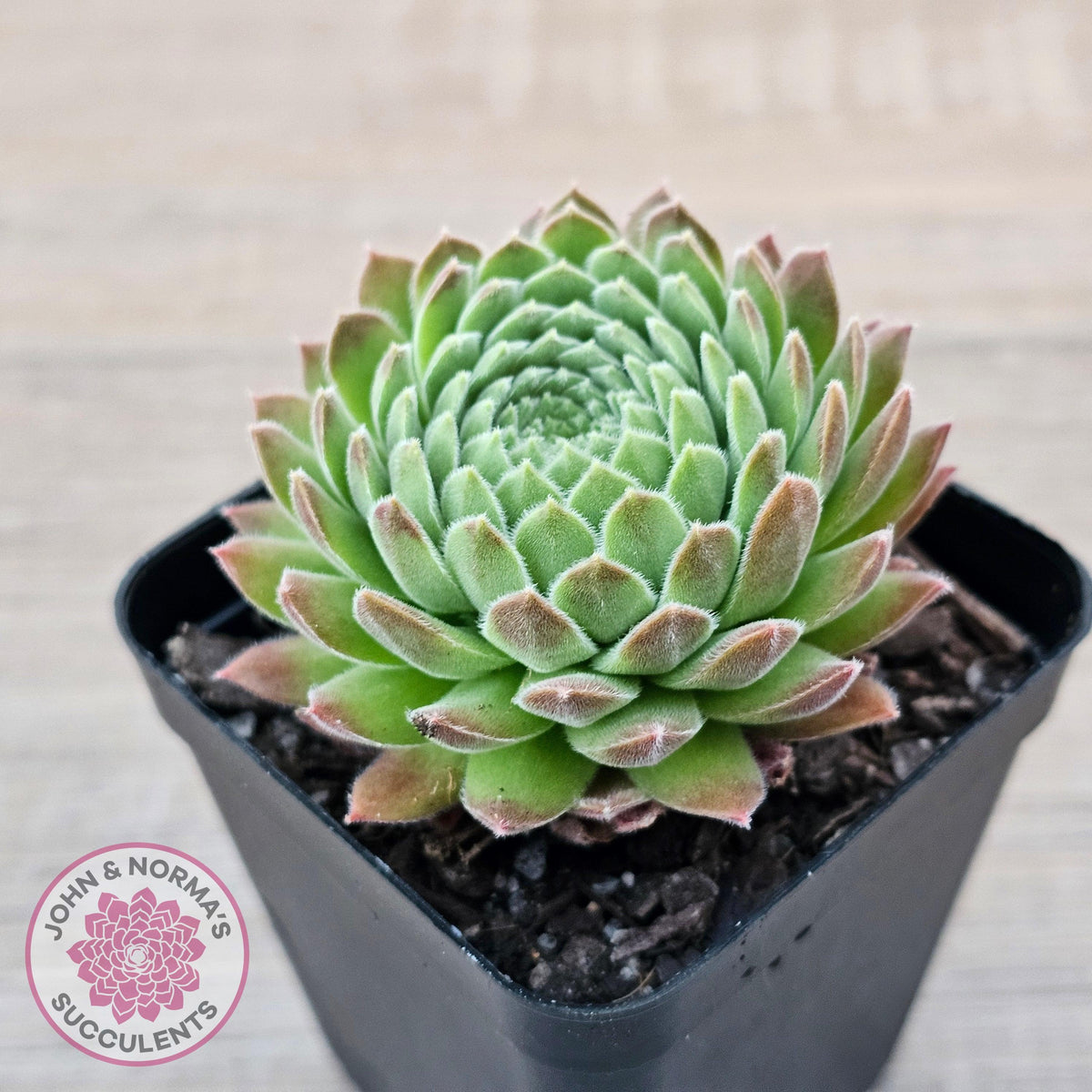 Sempervivum 'Pink Puff'