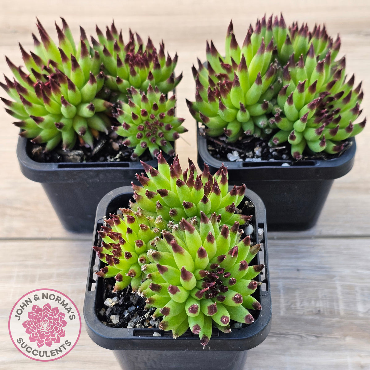 Sempervivum 'Pittoni'