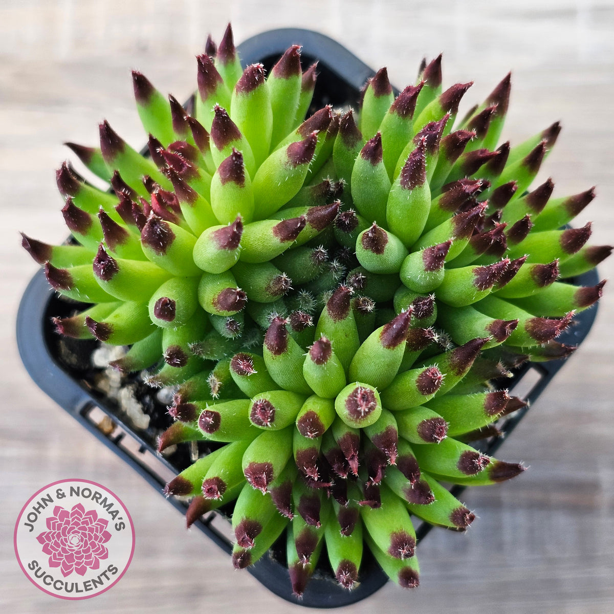 Sempervivum 'Pittoni'