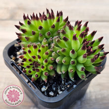 Load image into Gallery viewer, Sempervivum 'Pittoni' (multi)