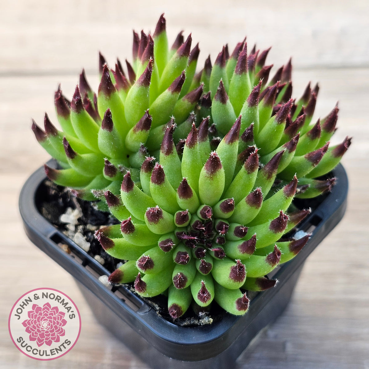 Sempervivum 'Pittoni'