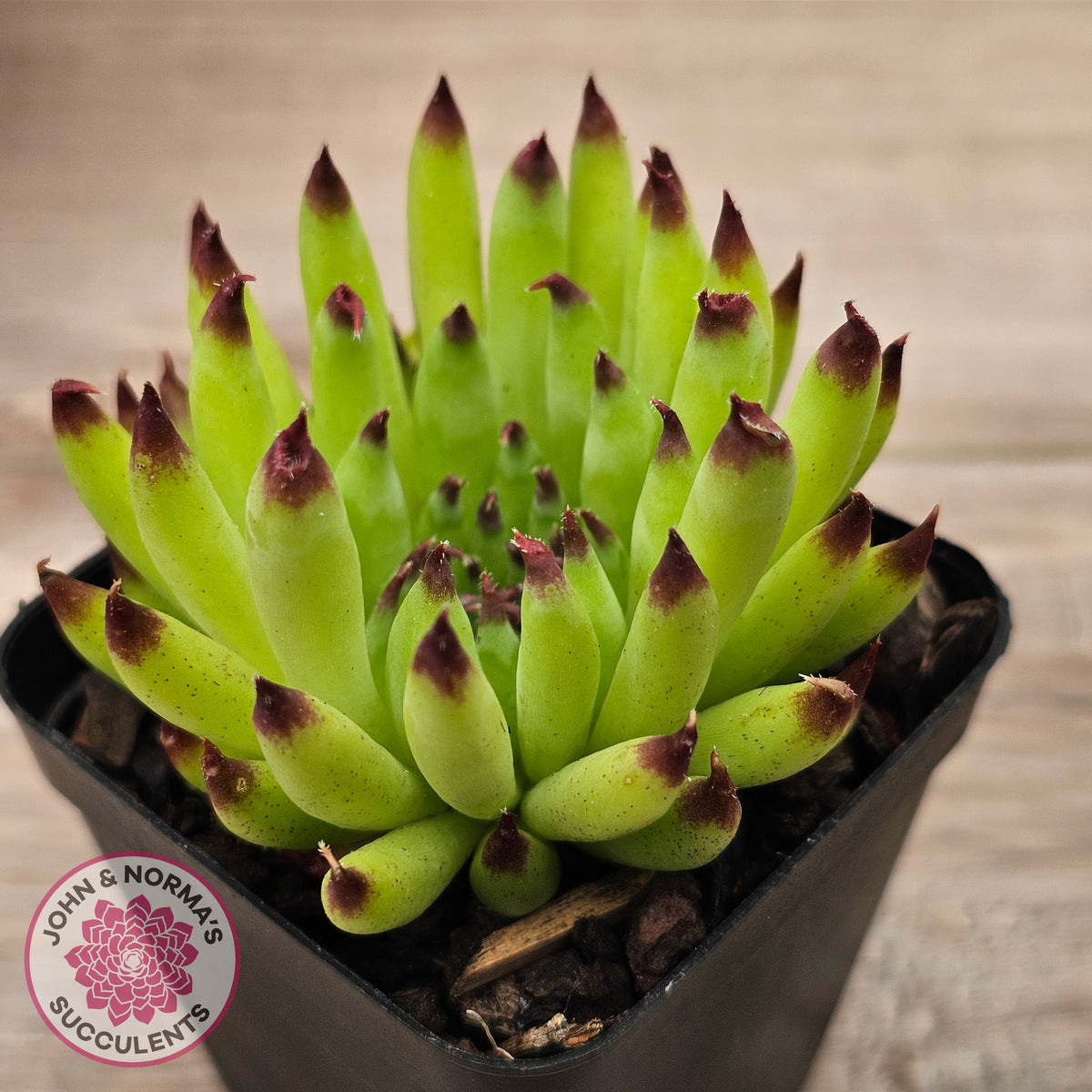 Sempervivum 'Pittoni'