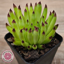 Load image into Gallery viewer, Sempervivum 'Pittoni'
