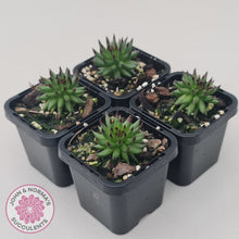 Load image into Gallery viewer, Sempervivum 'Pittoni'