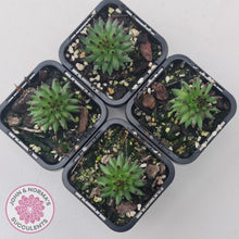 Load image into Gallery viewer, Sempervivum 'Pittoni'