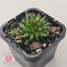 Load image into Gallery viewer, Sempervivum 'Pittoni'