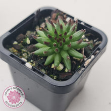 Load image into Gallery viewer, Sempervivum 'Pittoni'