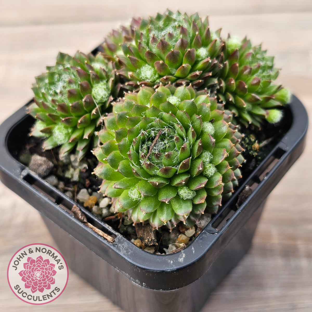 Sempervivum 'Pixie'