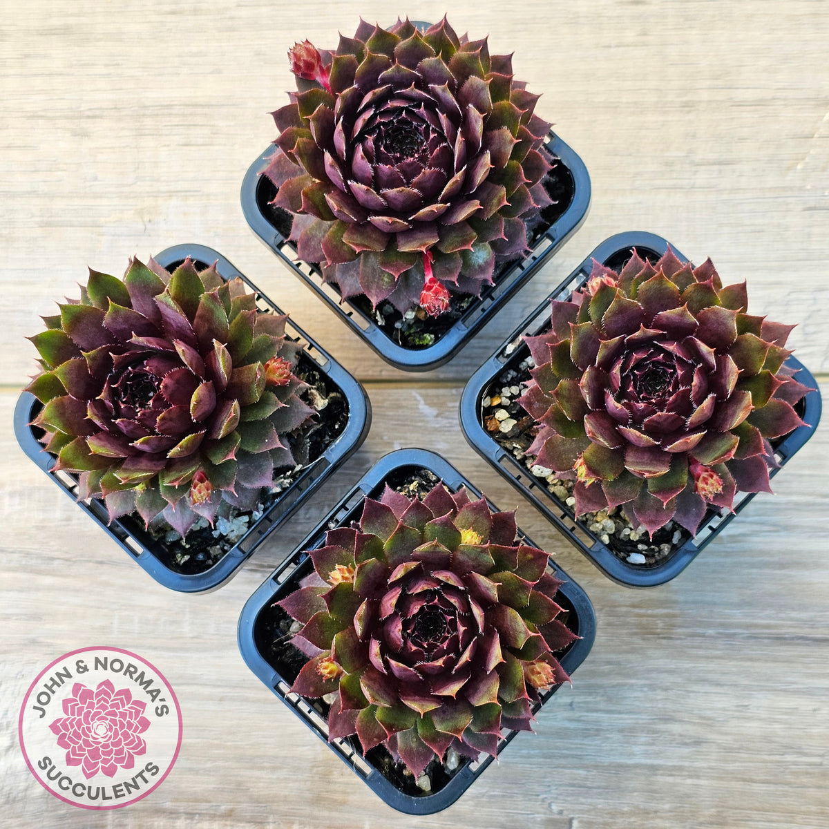 Sempervivum 'Royal Ruby'