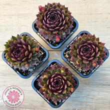 Load image into Gallery viewer, Sempervivum 'Royal Ruby'