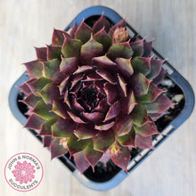 Load image into Gallery viewer, Sempervivum 'Royal Ruby'