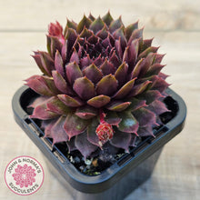 Load image into Gallery viewer, Sempervivum 'Royal Ruby'