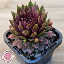 Load image into Gallery viewer, Sempervivum 'Royal Ruby'