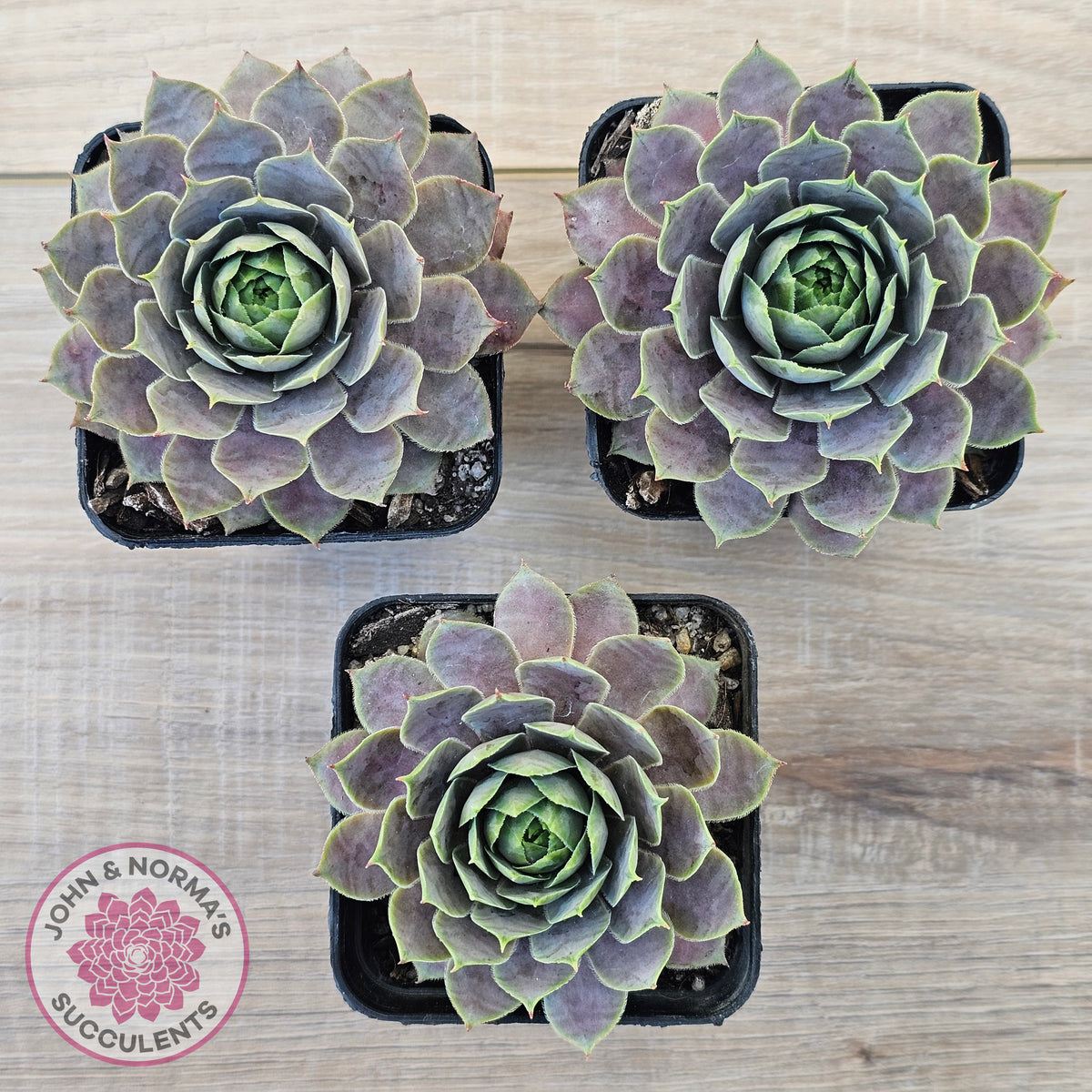 Sempervivum 'Saga'