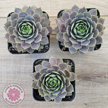 Load image into Gallery viewer, Sempervivum 'Saga'