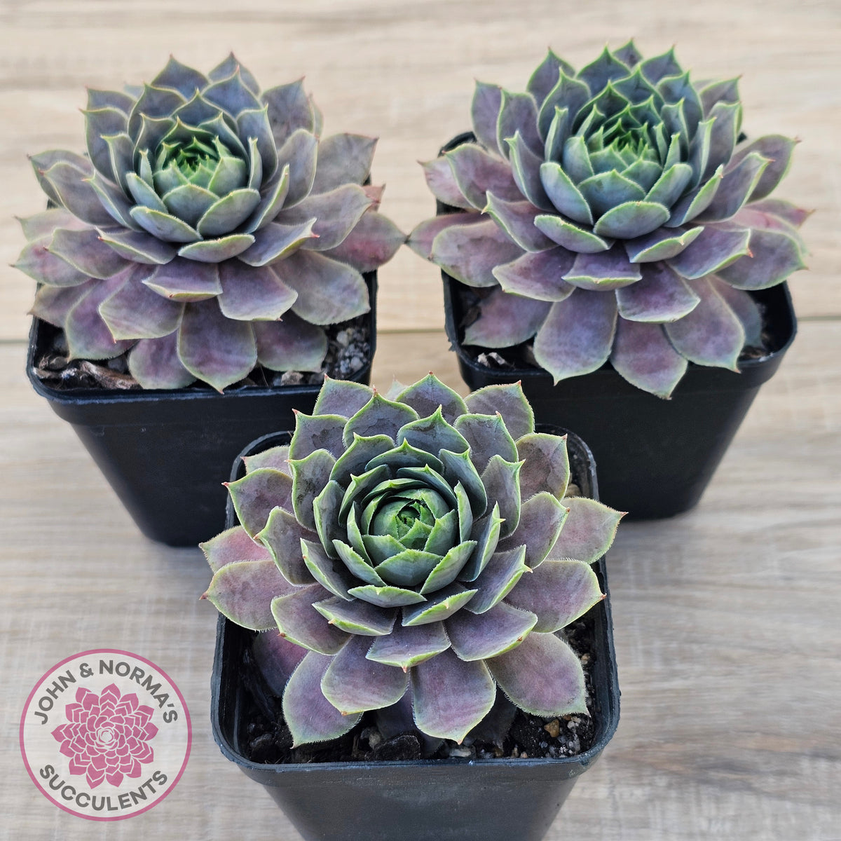Sempervivum 'Saga'
