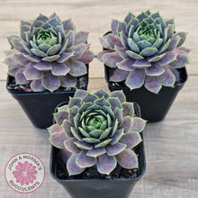 Load image into Gallery viewer, Sempervivum 'Saga'