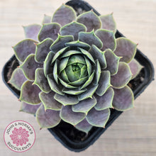 Load image into Gallery viewer, Sempervivum 'Saga'