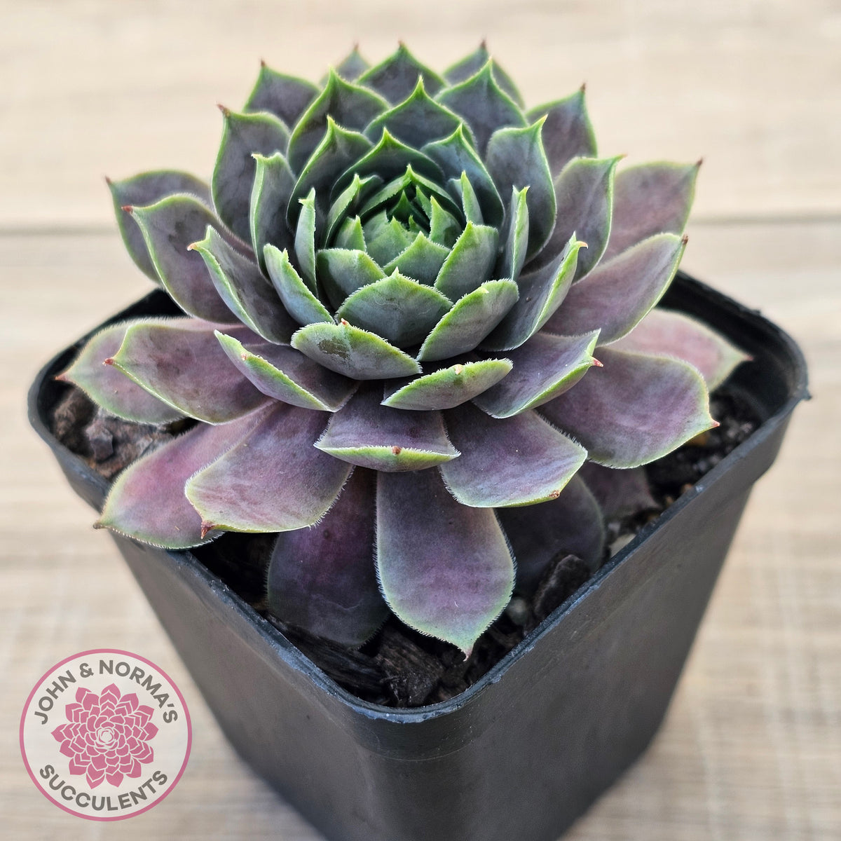 Sempervivum 'Saga'