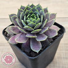 Load image into Gallery viewer, Sempervivum 'Saga'
