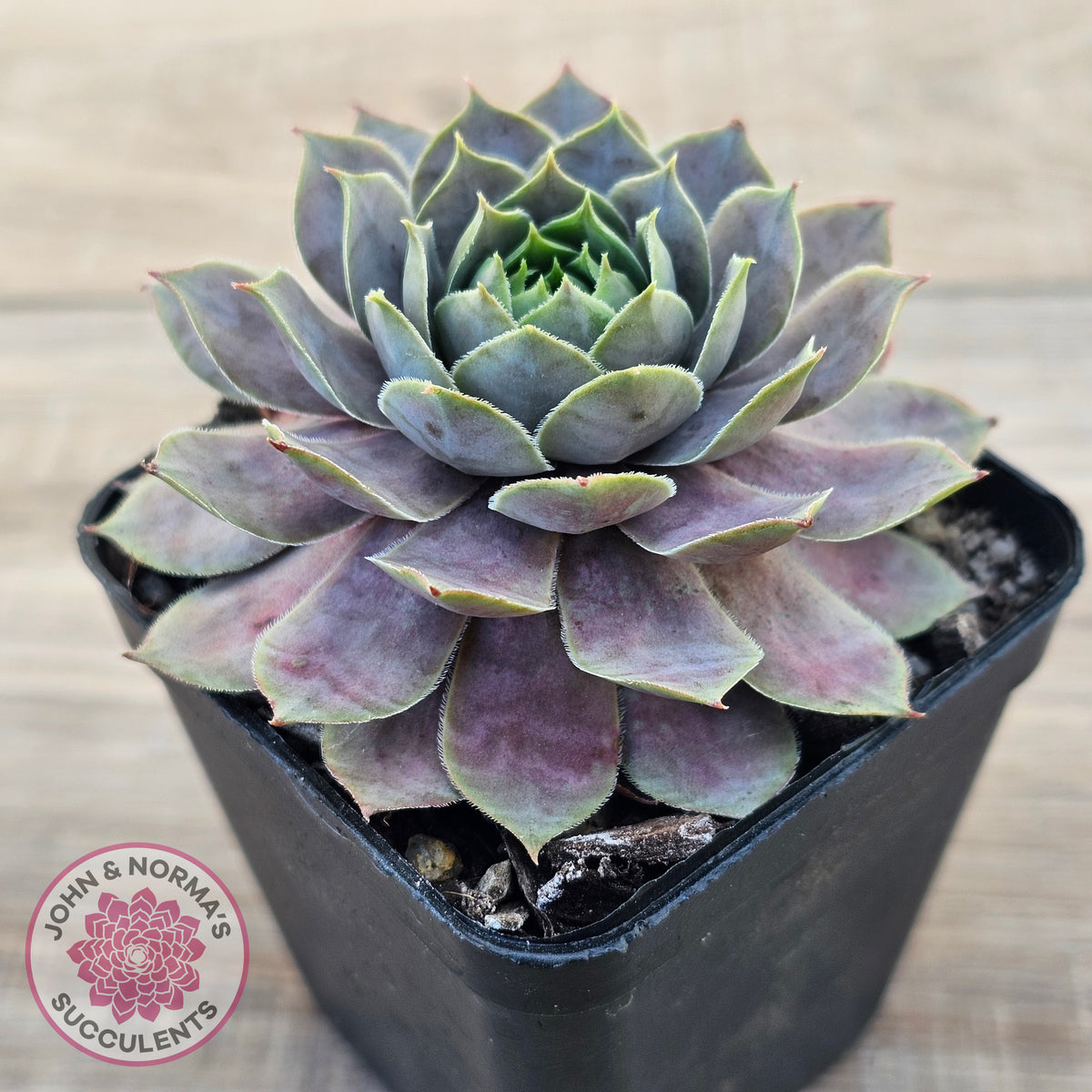 Sempervivum 'Saga'