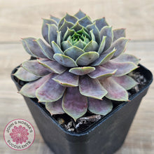 Load image into Gallery viewer, Sempervivum 'Saga'