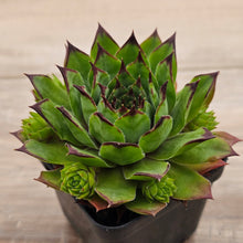 Load image into Gallery viewer, Sempervivum 'Sharons Pencil'