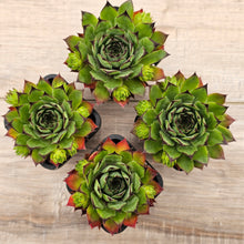 Load image into Gallery viewer, Sempervivum 'Sharons Pencil'