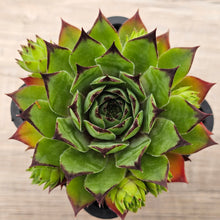 Load image into Gallery viewer, Sempervivum 'Sharons Pencil'