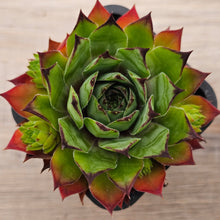 Load image into Gallery viewer, Sempervivum 'Sharons Pencil'