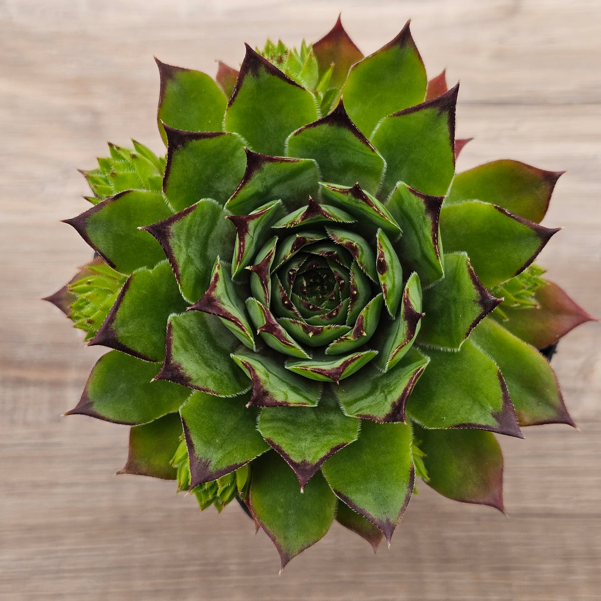 Sempervivum 'Sharons Pencil'