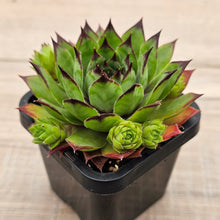 Load image into Gallery viewer, Sempervivum 'Sharons Pencil'