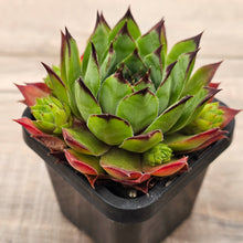 Load image into Gallery viewer, Sempervivum 'Sharons Pencil'