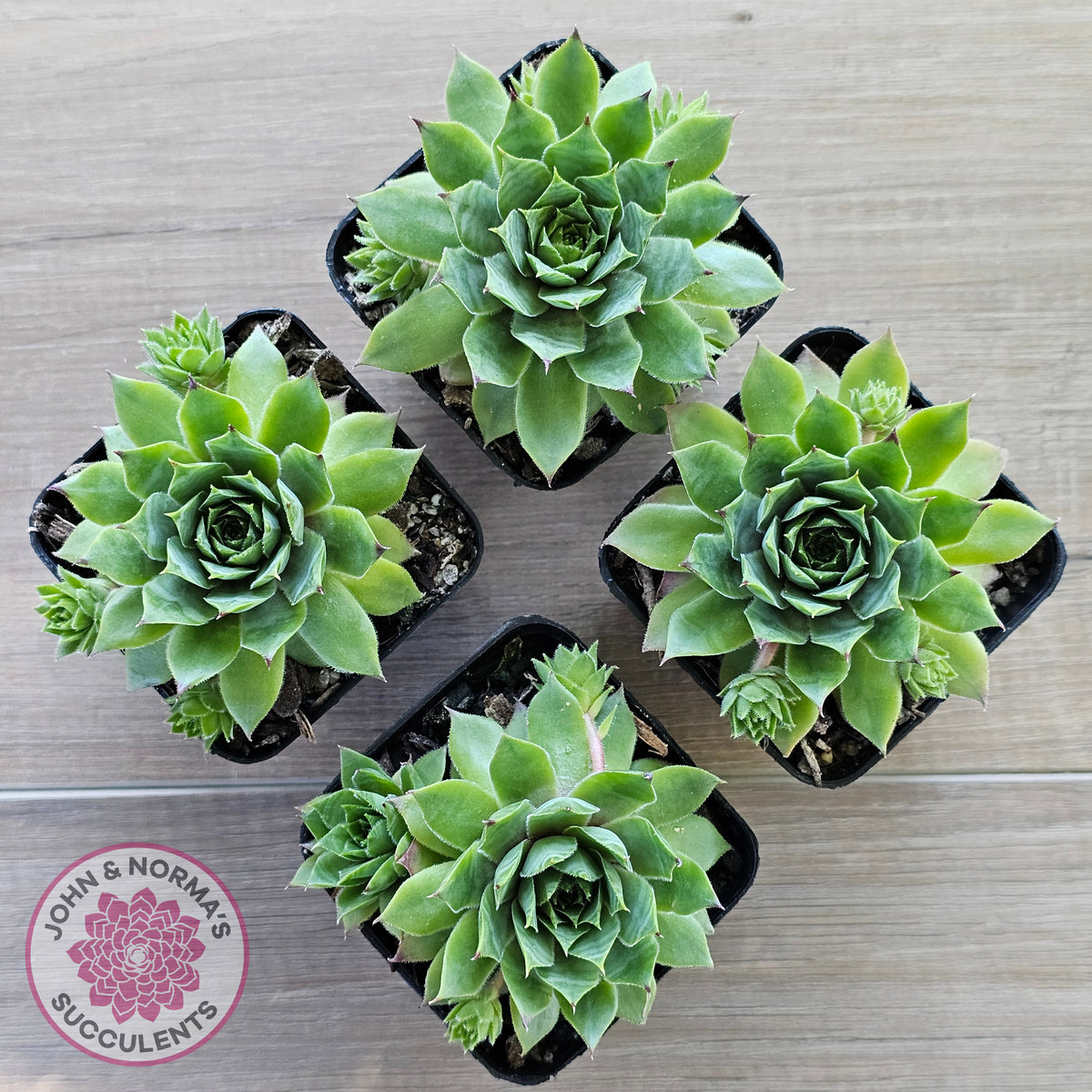 Sempervivum 'Sharons Pencil'