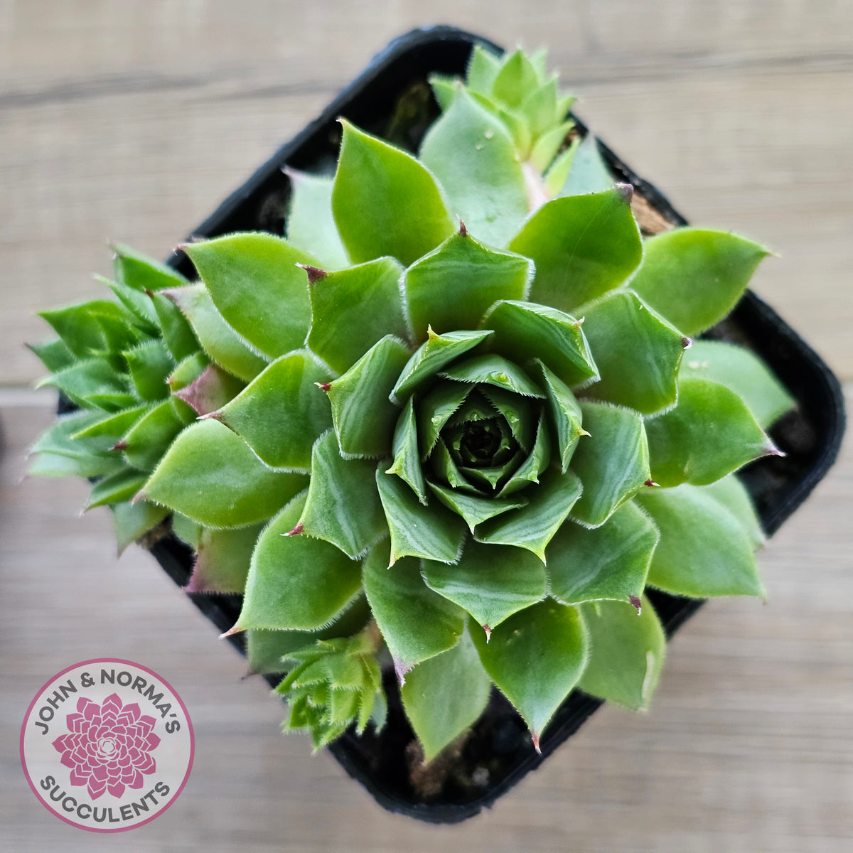 Sempervivum 'Sharons Pencil'