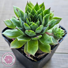 Load image into Gallery viewer, Sempervivum 'Sharons Pencil'