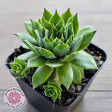Load image into Gallery viewer, Sempervivum 'Sharons Pencil'
