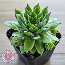 Load image into Gallery viewer, Sempervivum 'Sharons Pencil'