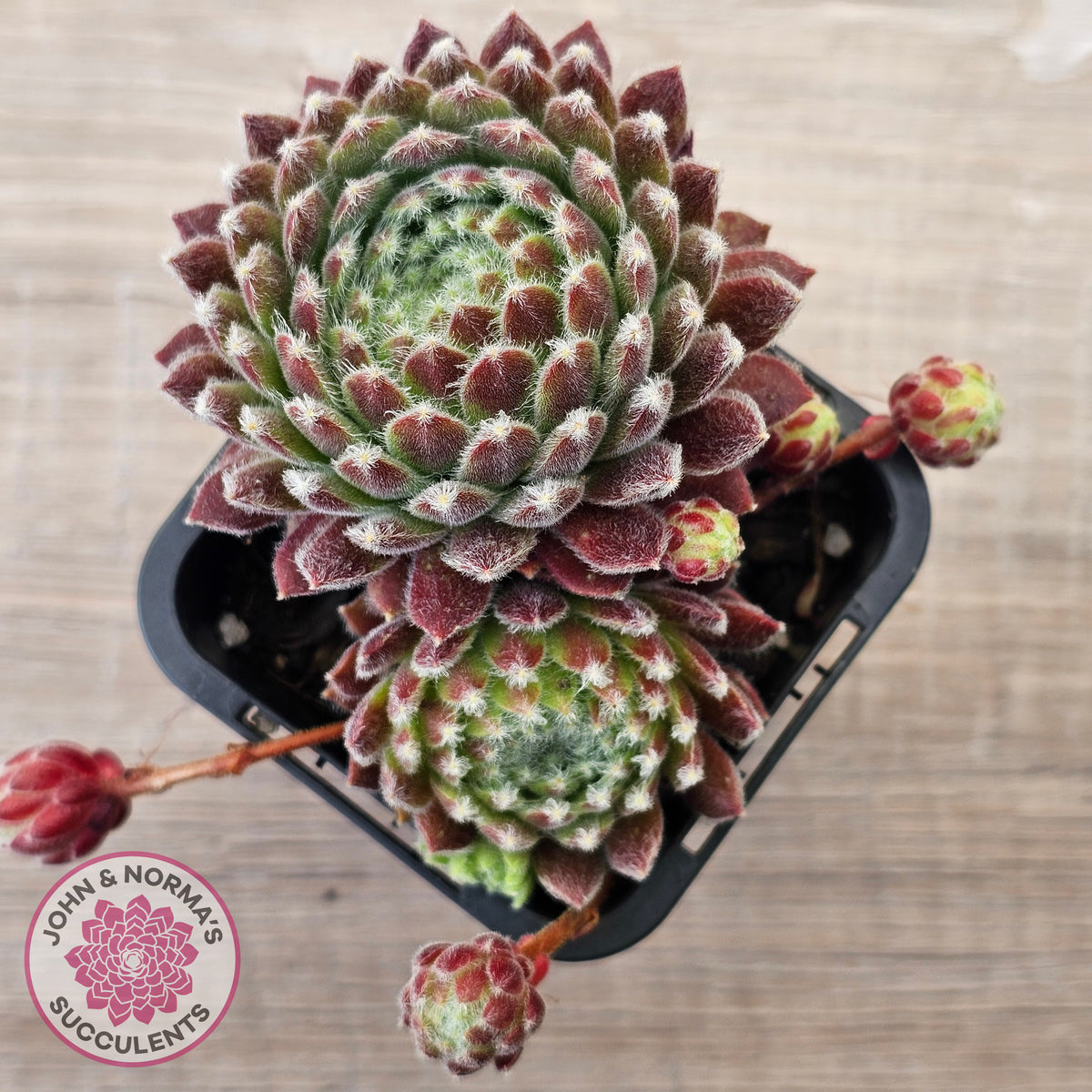 Sempervivum 'Silver Thaw'