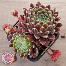 Load image into Gallery viewer, Sempervivum 'Silver Thaw'